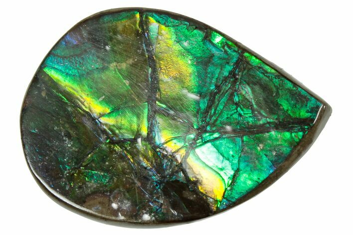 Flashy Ammolite (Fossil Ammonite Shell) - Greens & Yellows #357601